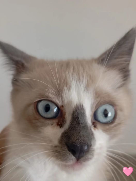Gatos bebés para adoção
