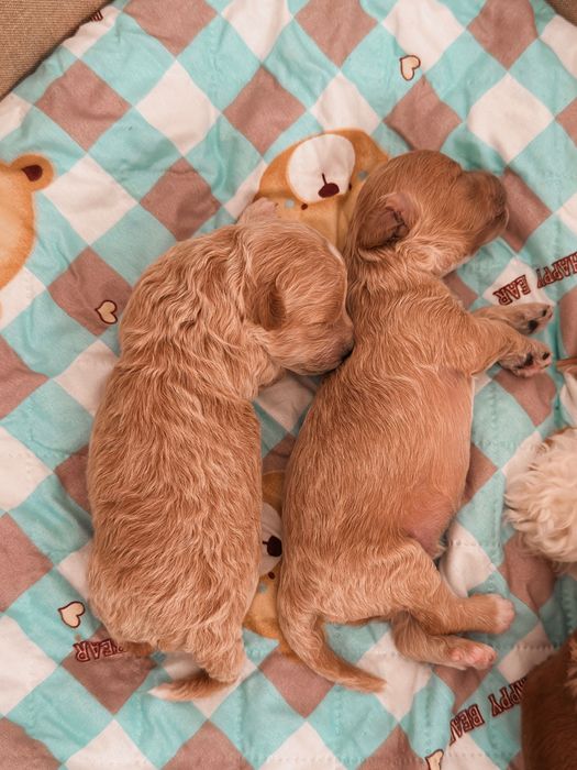Maltipoo F1B szczeniaki po małych rodzicach