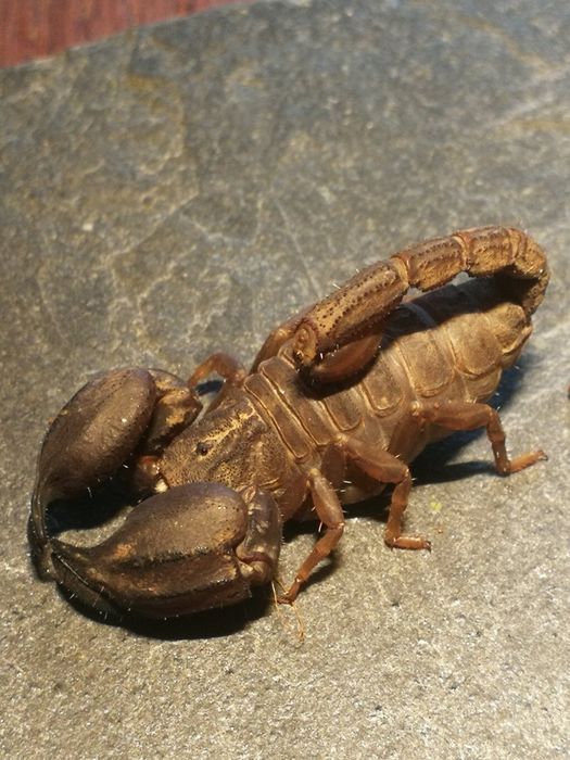 Hurt Chaerilus sp.Lale skorpion, ptasznik heterometrus,babycurus,liocheles