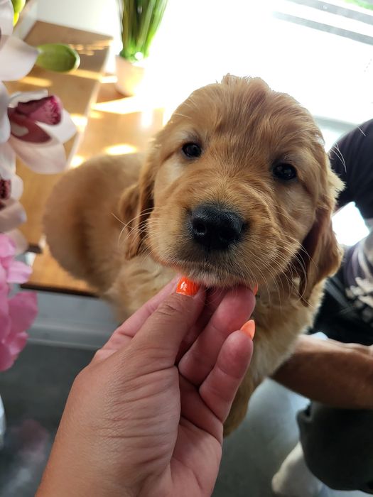 Golden Retriever ciemno złote  Badania genetyczne.