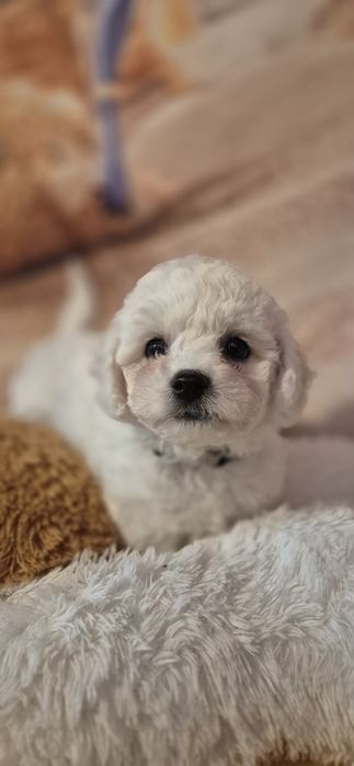 Bichon Frise - szczeniaczek