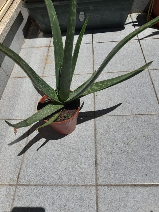 Aloé vera (babosa) em vaso