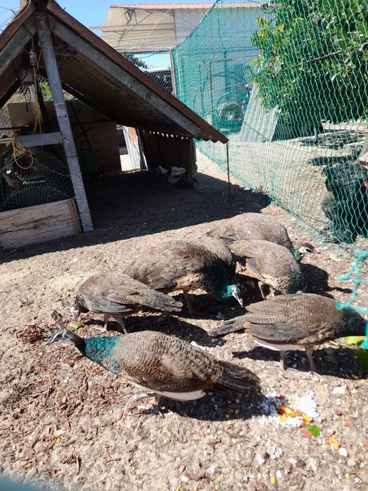 Pavões para venda - 10 disponíveis