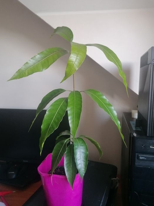 Drzewko mango 47cm