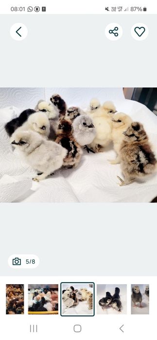 Olive egger Moss egger Marans Araucana Silki  Australorp Chabo