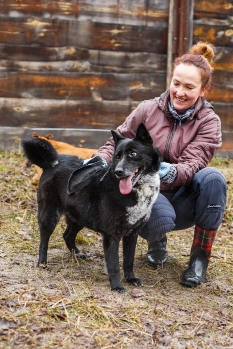 Метис лайки шукає гідний дім
