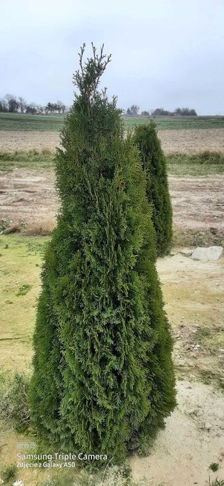 Tuje 160-180cm   25zł