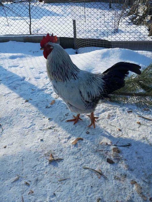 Півень молодий домашній