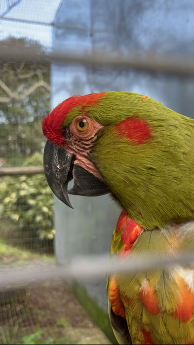Ararara rubrogenys