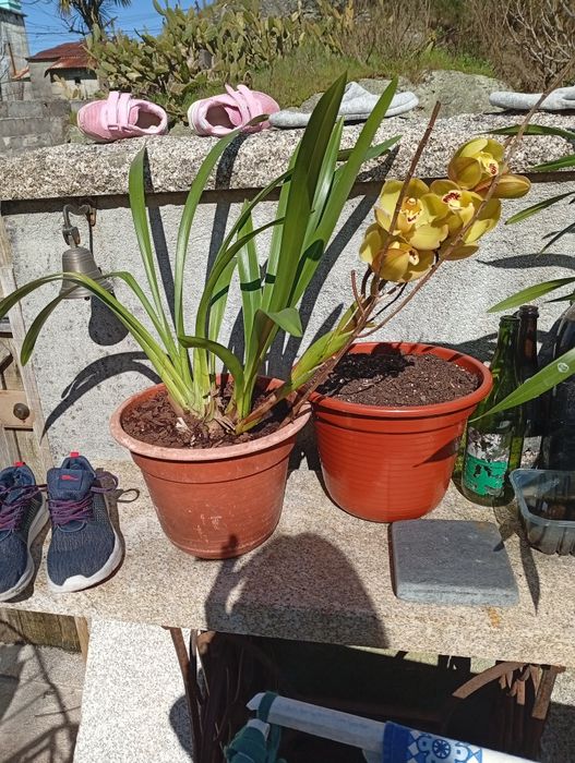 Vendo vasos de orquídeas