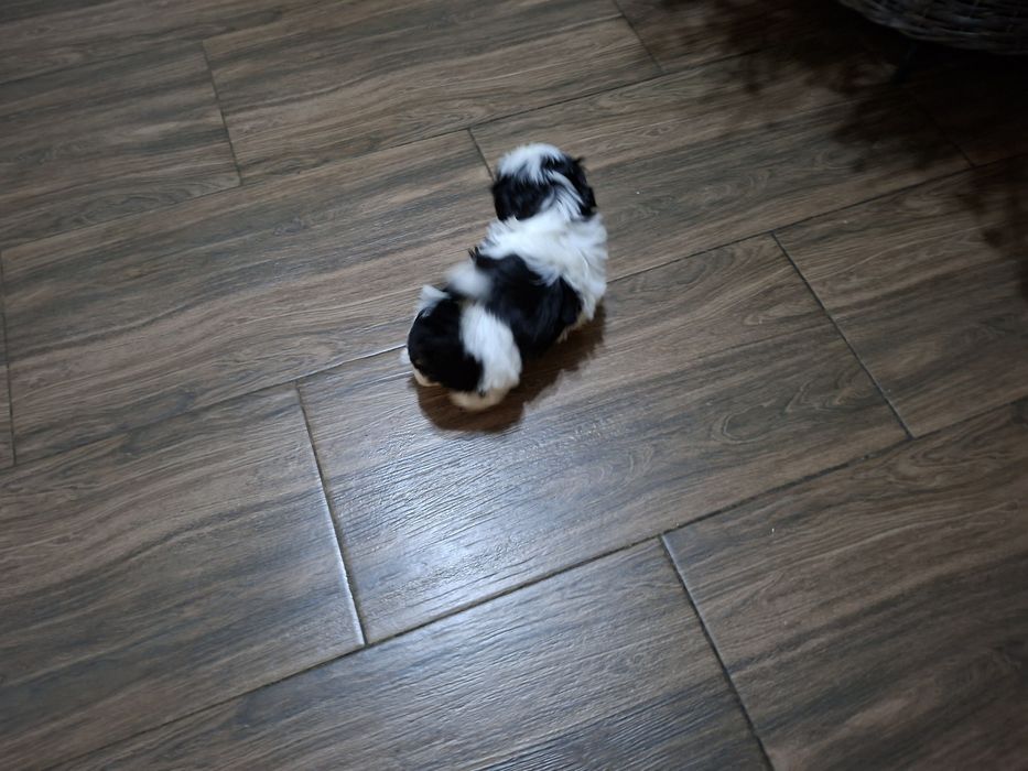 Shih-tzu Czarno biała Sunia