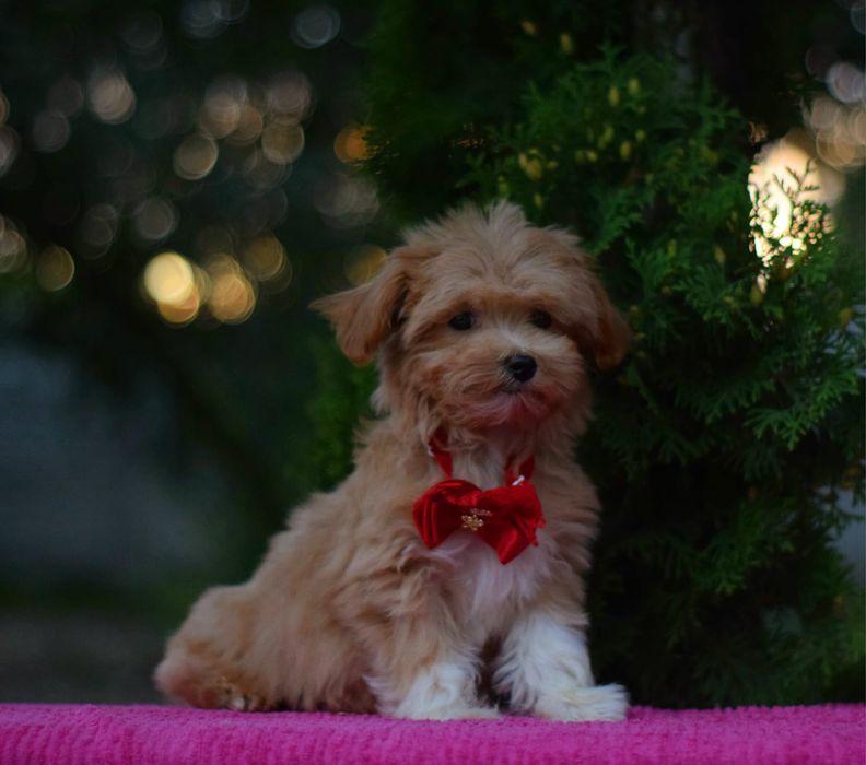 Хлопчик мальтіпу. Справжня карамель. Міні собачка