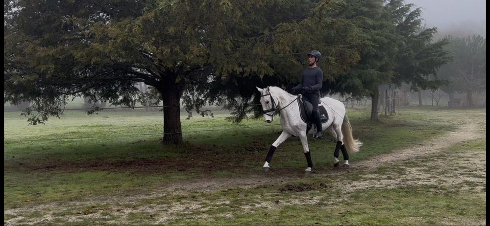 Cavalo castrado 11 anos (lusitano x puro sangue ingles )