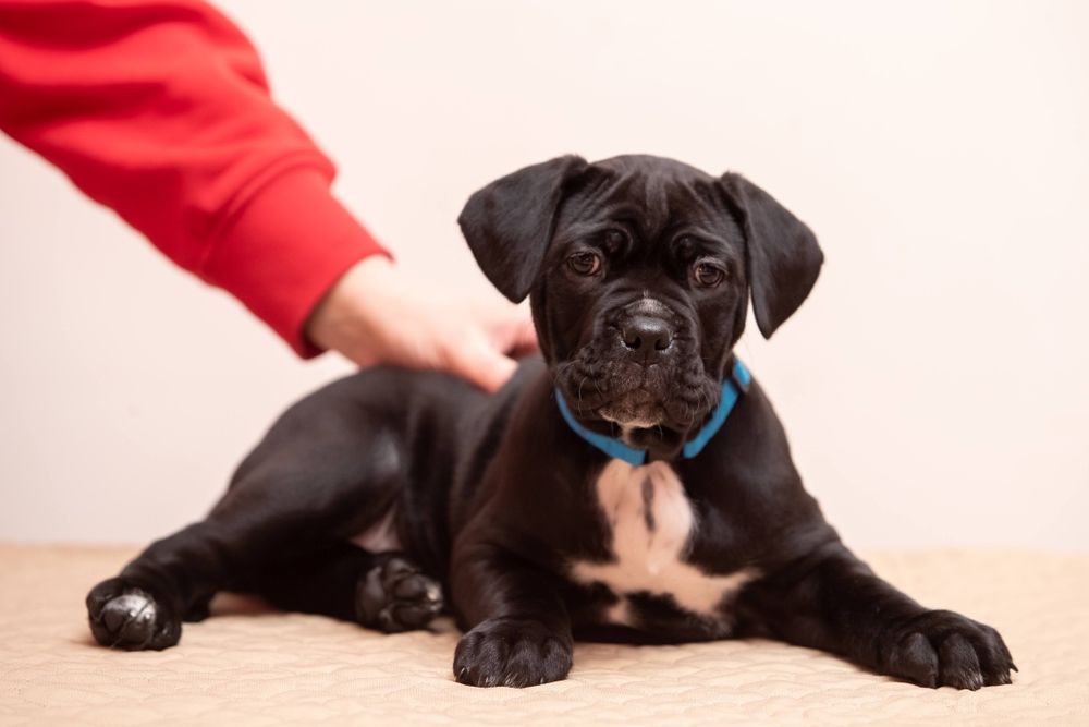 Щенки кане-корсо