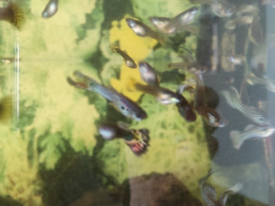 Gupik pawie oko ladne odporne