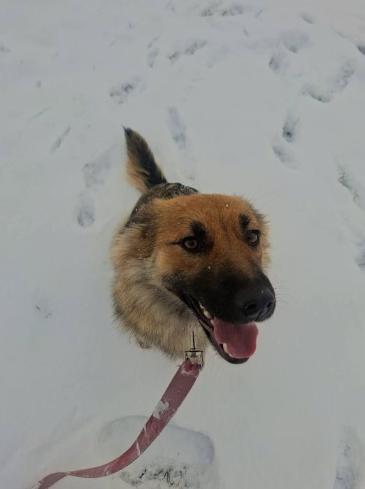 Dori, młoda sunia szuka domu