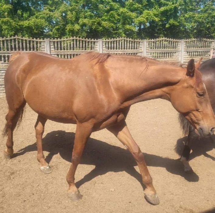 Sprzedam klacz rodzinna