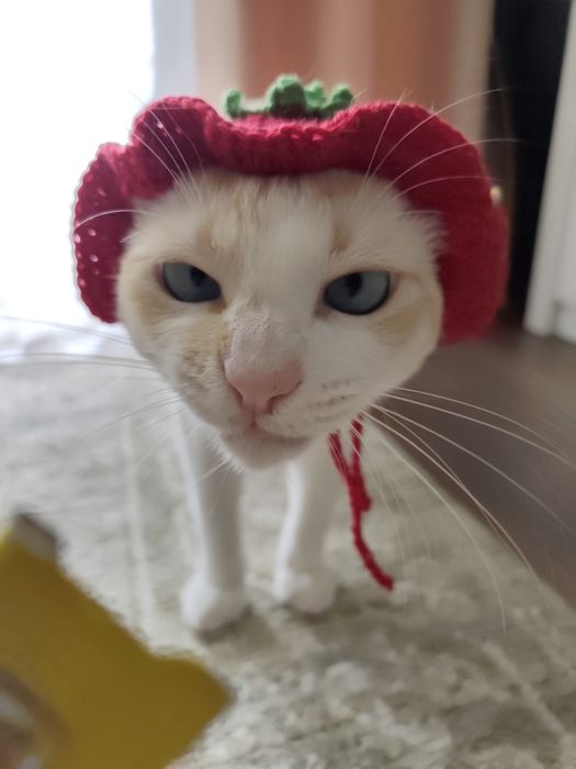 Chapéu de crochet para gato inspirado em morangos
