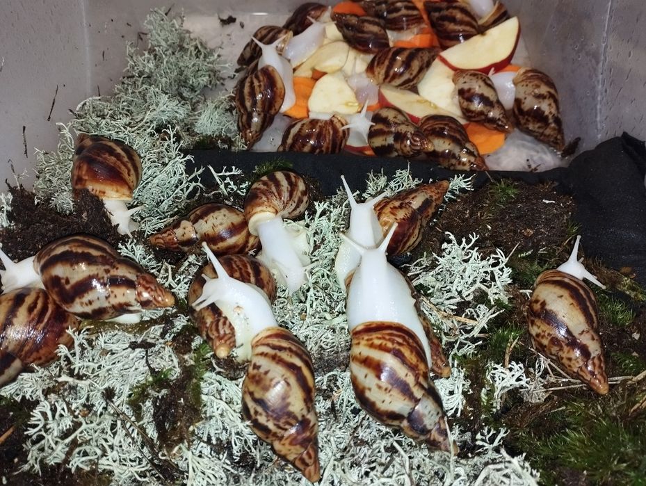 Ахатина Ретекулята Альбіно