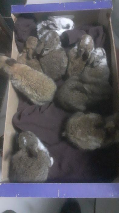 Patos mudos machos e femias