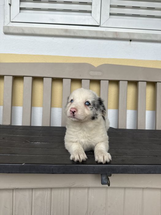 Border collie Merle com olhos azuis Macho