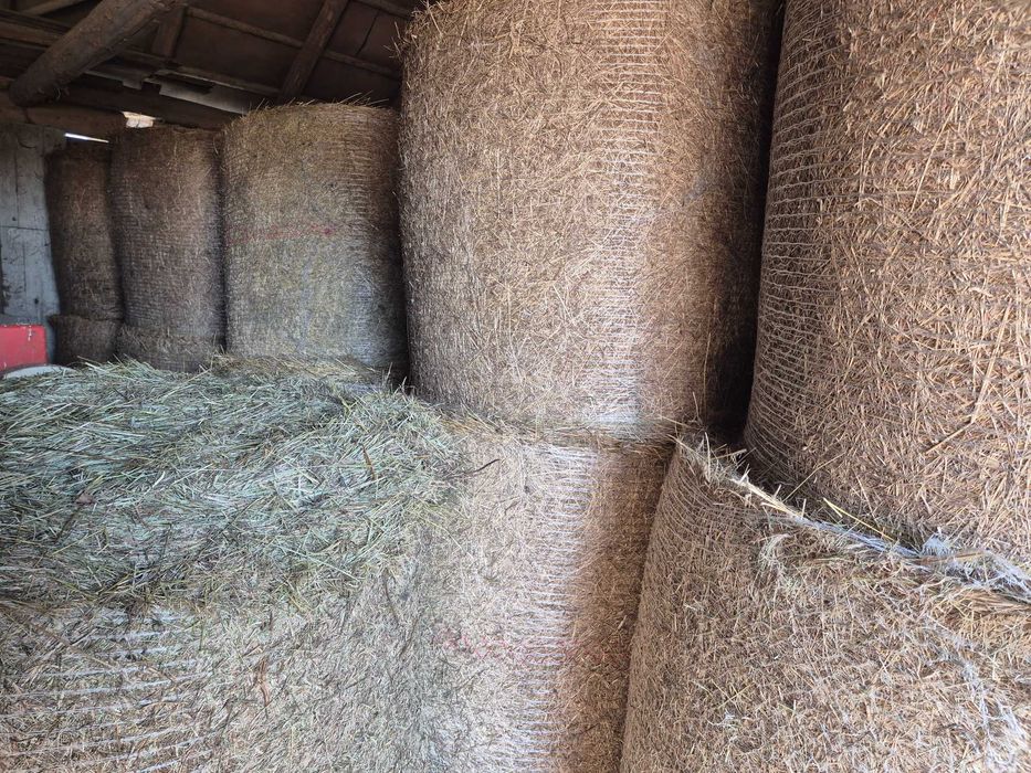 Siano, baloty jakość bardzo dobra.