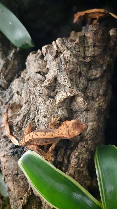 Gekony orzęsione 9szt od ok 1mc do 8mc  6szt