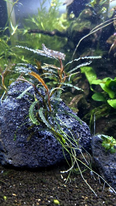 Bucephalandra Catherina Mini
