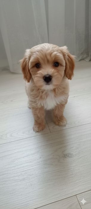 Хлопчик мільтипу ф1