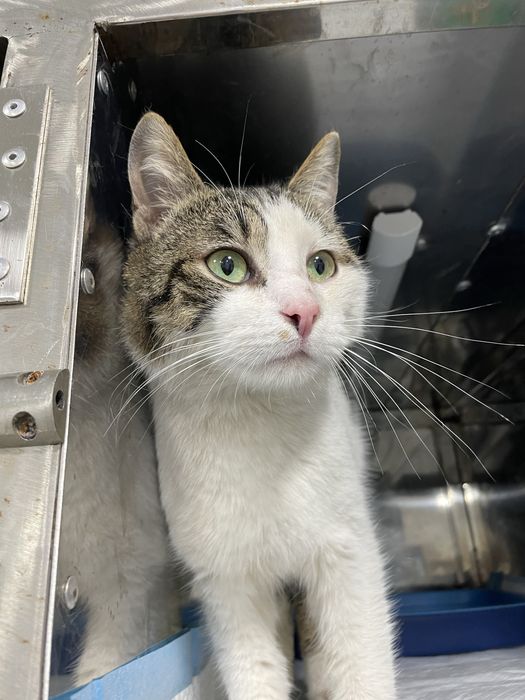 Котик шукає родину