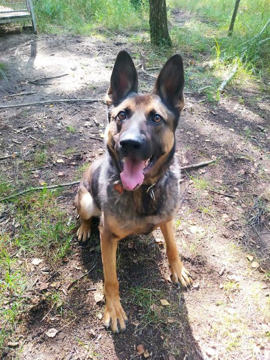 Uran - czysta energia. Owczarek belgijski malinois