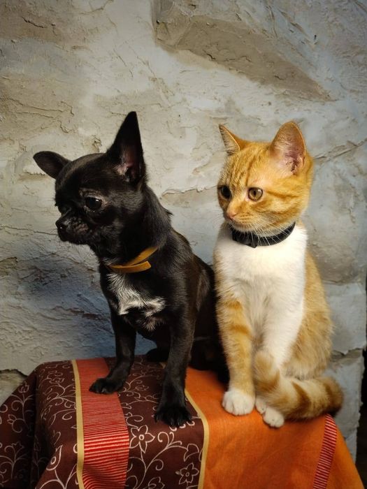 Чистопородні цуценята чіхуа хуа