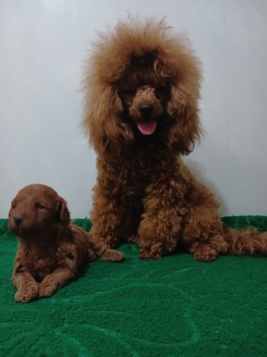 Той пудель на вязку