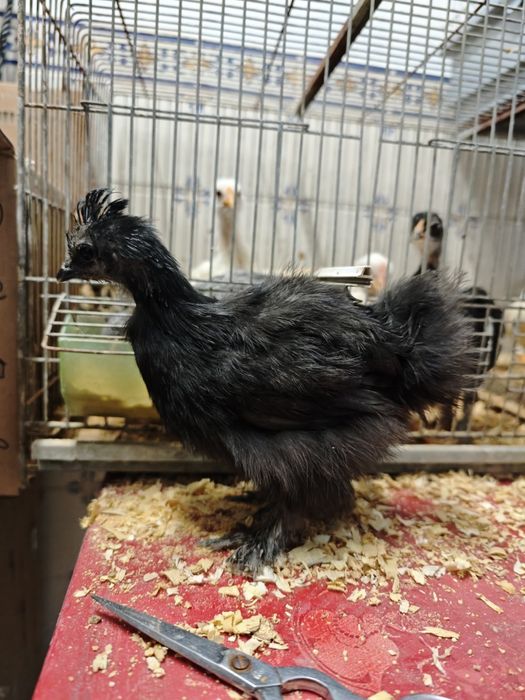 Pintinhos Sedosa do Japão