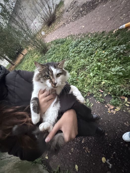 Шукаємо дім котам