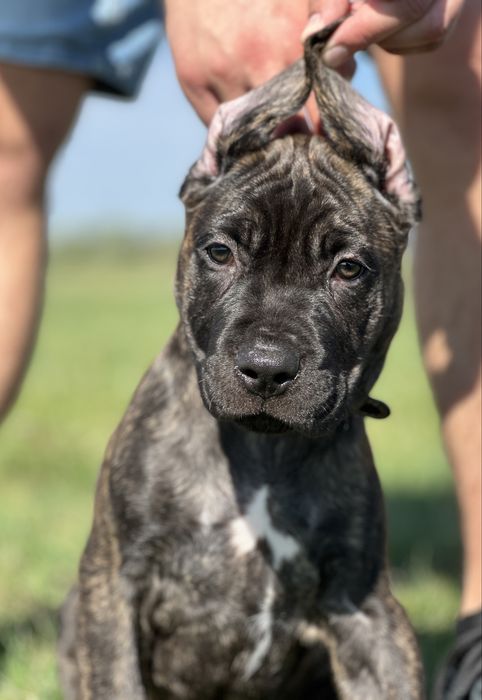 American Bandog