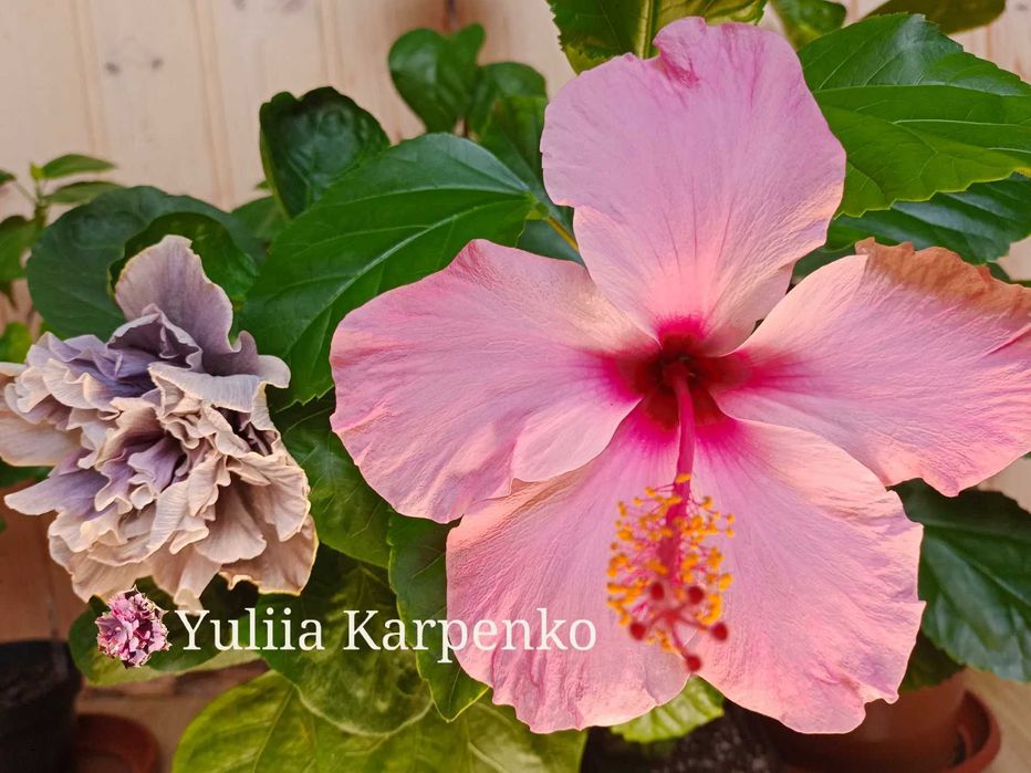 Вкорінені кущі Гібіскус рожевий великі квіти сортовий гибискус розовый