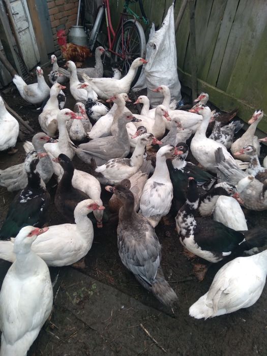 Продам качок шипунів