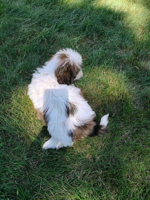SHIH -TZU szczeniaczek
