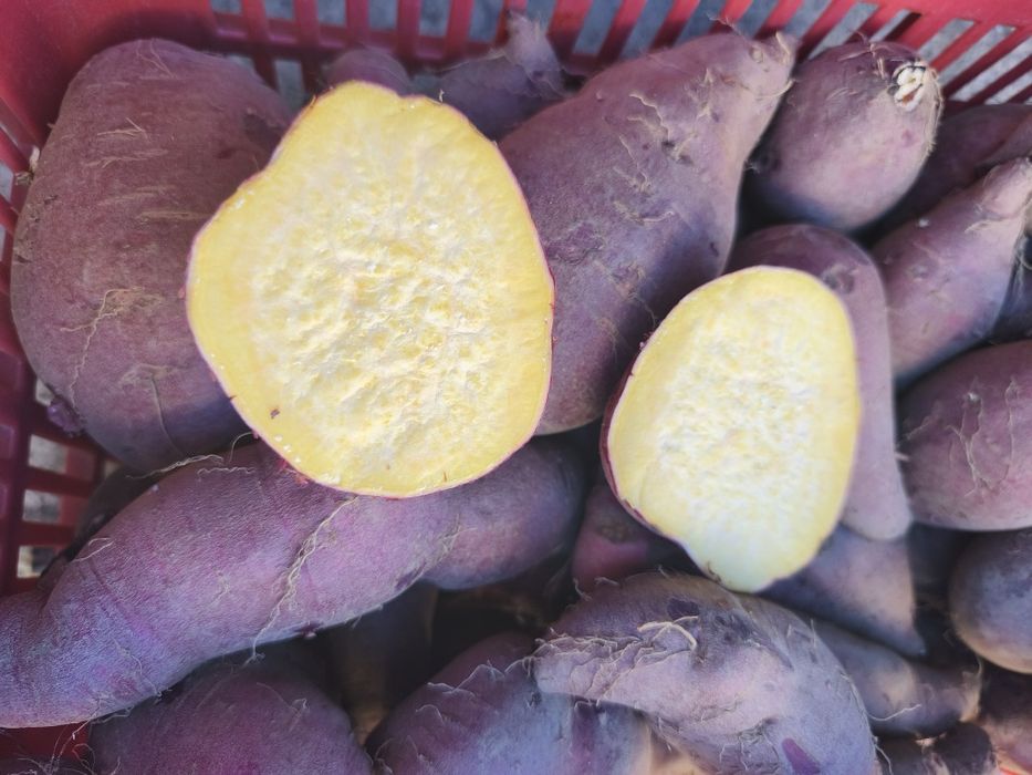 Batata doce disponível 1€kg