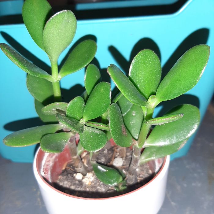 Grubosz jajowaty,  ovata