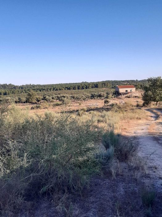 Quinta 32 hectares  Beira Baixa