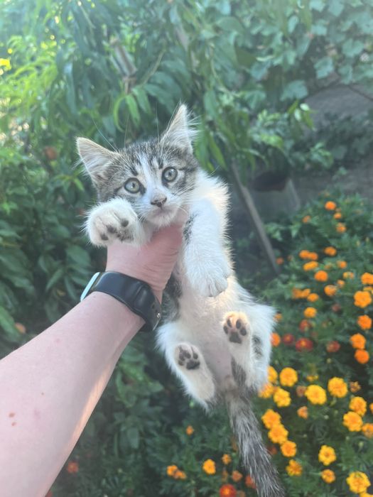 котенок 3 месяца