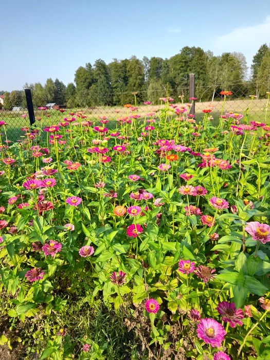 Nasiona kwiatów cynii