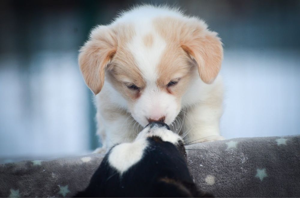 Вельш корги кардиган,девочка