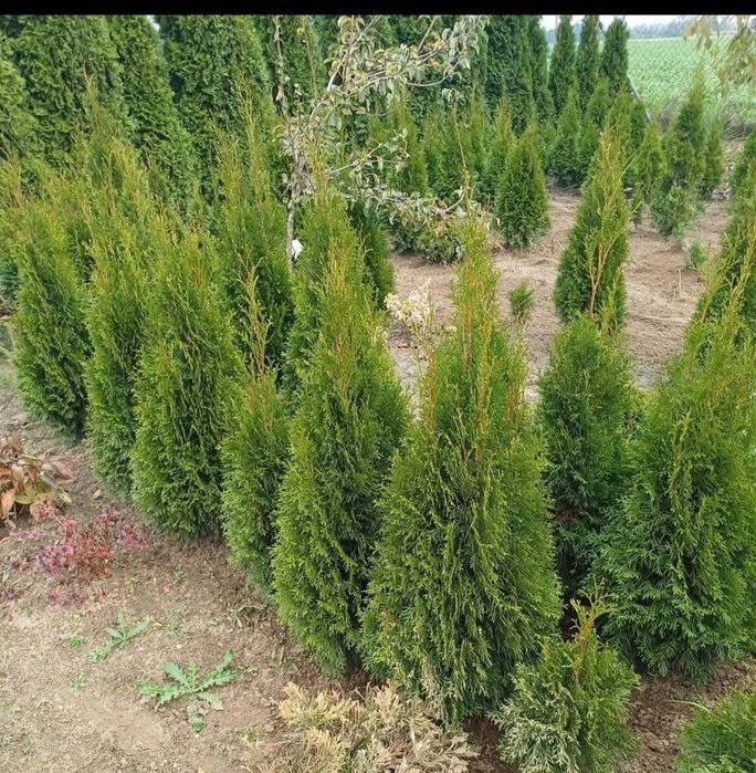 Tuje szmaragd 100cm.