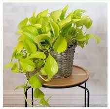 Эпипремнум, сциндапсус 10 видов