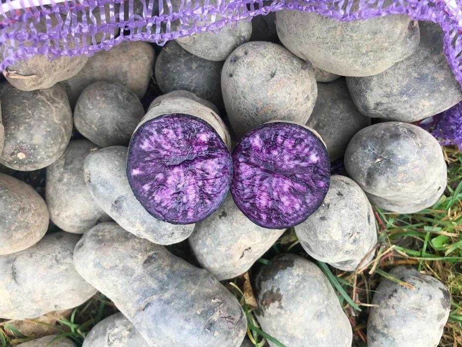 Картопля фіолетова, сорт Солоха, на посадку