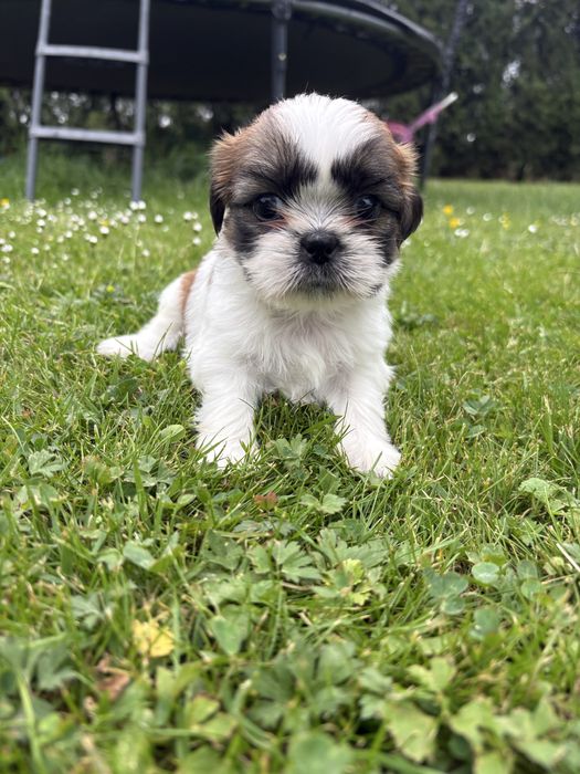 Shih tzu suczka do rezerwacji