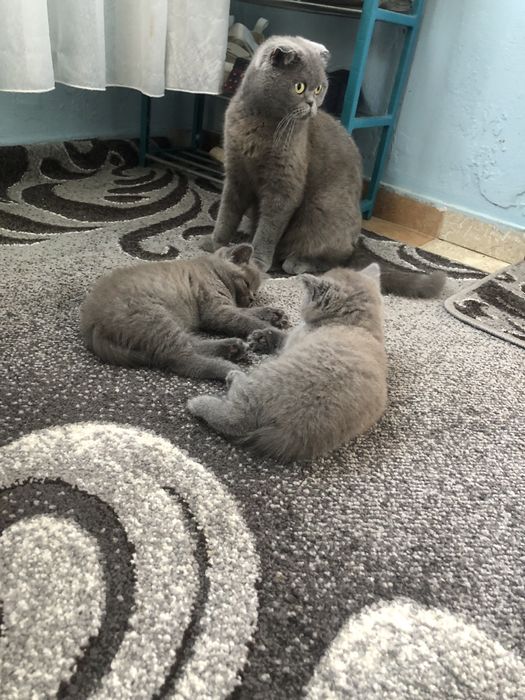 Продаються кошенята Британські прямовухі